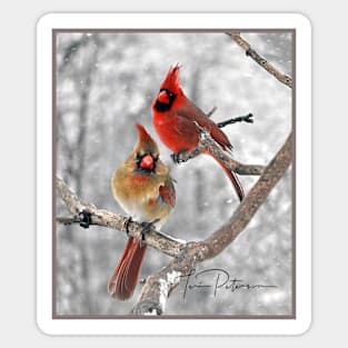 Red Cardinal Birds Snow Sticker